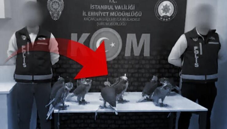 Arap şeyhlerine tanesini 100 bin dolara satacaklardı… Türkiye’den çıkarmaya çalışırken yakalandılar! Zenginliğin simgesi olarak kabul ediliyor