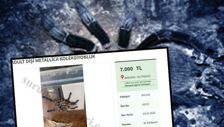 Dünyadaki en zehirli türlerden biri… ‘Ankara içi elden teslim’ notuyla satıyorlardı!