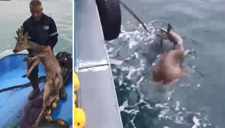 Köpeklerin saldırısından kaçarken denize düştü! Karaca balıkçılar tarafından kurtarıldı